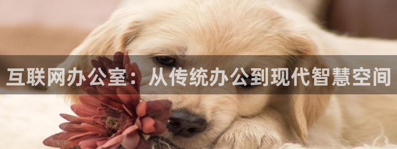 辉达娱乐多少年